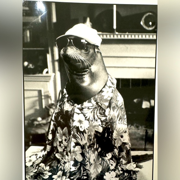 ❤️”ANDRE”MEMORABILIA PRESS INFORMATION ON❤️HOLLYWOOD COLLECTABLES❤️ - Picture 4 of 11